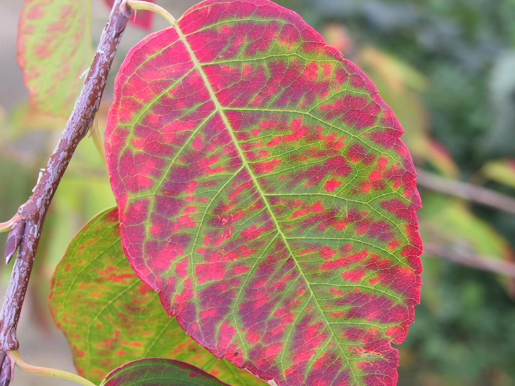 Amelanchier laevis - Faerbung nah.jpg